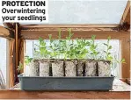  ??  ?? PROTECTION Overwinter­ing your seedlings