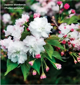  ??  ?? Japanse blomkersie (Prunus serrulata)