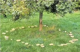  ?? Pictures: ALAMY, GETTY ?? AWAY WITH THE FAIRIES: Toadstools often form a ring around trees