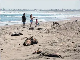  ?? PATRICIO BANDA / EFE ?? Daño. Lobos marinos muertos en la playa La Liserilla, en Arica (Chile).