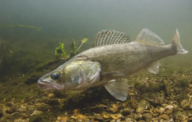  ??  ?? A zander photograph­ed by Perks on the River Trent; he has now “shot” all but four of the at least 57 species of freshwater fish found in Britain