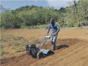  ??  ?? Wynter using the tiller donated by the Jamaica 4H Club this year.