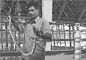  ?? ARUN SANKAR / AGENCE FRANCE-PRESSE ?? Snakecatch­er Kali prepares a cobra for the extraction of its venom on the outskirts of Chennai. The work of Kali and other members of the Irula tribe is crucial for the production of anti-venom in the country with the world’s highest number of deaths...