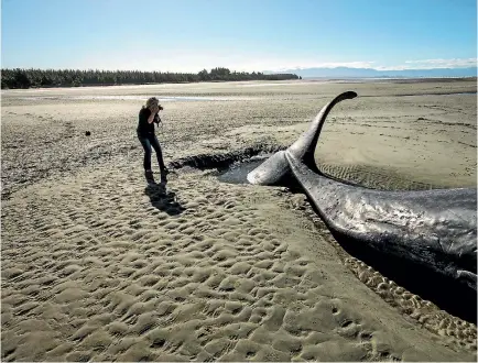  ?? PHOTO: BRADEN FASTIER/FAIRFAX NZ ?? Onlookers inspect a dead Sperm Whale beached on Rabbit Island Beach in the Tasman district.