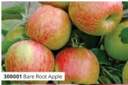  ?? ?? 300001 Bare Root Apple