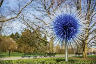  ?? THE ASSOCIATED PRESS ?? “Sapphire Star” is part of the Chihuly exhibit at the New York Botanical Garden in New York.