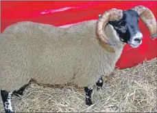  ??  ?? Tup lamb from Auldhouseb­urn H A Blackwood sold for £50,000. Photograph­s: Kevin McGlynn