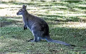  ?? ?? Wallabies are a significan­t pest and threat to our environmen­t and native species habitat. They eat seedlings, grass and crops, causing costly losses to forestry and farming by competing for pasture with stock and damaging forestry seedlings.