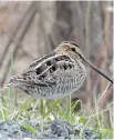  ?? LUCILLE O’CONNOR ?? The Wilson’s Snipe — formerly called Common Snipe — can be found in a variety of habitats during the spring including meadows and marshes.