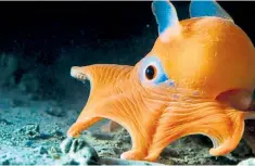  ??  ?? Got an eye on you: a flapjack octopus off California in Blue Planet II