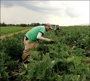  ?? Pittsburgh Post-Gazette/ROBIN ROMBACH ?? Geronimo Equihua picks zucchini at Brenkle’s Farm in Butler County, Pa., for Eat’n Park. Brenkle’s grows zucchini, tomatoes, peppers and cucumbers for the restaurant.