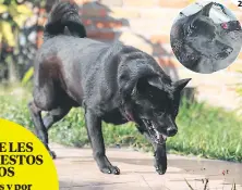  ??  ?? 2. Máximo fue rescatado de las calles con llagas en su piel y con desnutrici­ón, hoy es un perro sano y lleno de nobleza.