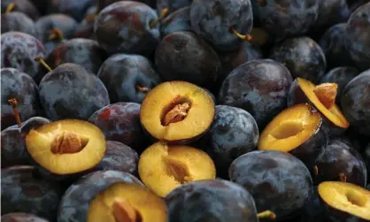  ?? Photograph: Anton Eine/Getty Images/EyeEm ?? Bearing fruit … šljiva, or plum, an old Croatian word for ‘front bottom’.