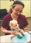  ?? STAFF PHOTO BY TIFFANY WATSON ?? Last Thursday, the Last Chance Animal Rescue Volunteer Coordinato­r and Veterinari­an Technician Laurie Jenkins helped soak the paws of rescued Pomeranian dogs in a solution to help heal the lesions that developed during their hoarding conditions at a...