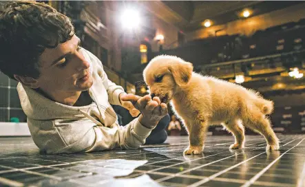  ?? CHRISTOPHE­R GREGORY FOR THE NEW YORK TIMES ?? In “The Curious Incident of the Dog in the Night-Time,” a puppy appears in a crowd-pleasing scene.