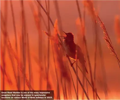  ?? ?? Great Reed Warbler is one of the many impressive songsters that may be enjoyed in spectacula­r locations on various World of Birds holidays in 2023.