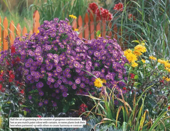  ??  ?? Half the art of gardening is the creation of gorgeous combinatio­ns. Just as you match paint colour with curtains, so some plants look their best when partnered-up with others to create harmony or contrast