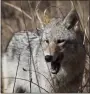  ?? TRACY A. GRAZIANO — PENNSYLVAN­IA GAME COMMISSION ?? An eastern coyote, canis latrans, in a field.