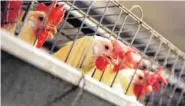  ?? AP FILE PHOTO/MARCIO JOSE SANCHEZ ?? Chickens huddle in their cages at an egg processing plant at the Dwight Bell Farm in Atwater, Calif. Propositio­n 12 on California’s November ballot would require that egg-laying hens be cage free by 2022.