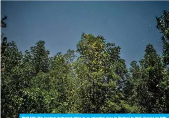  ??  ?? THAILAND: This handout photograph taken in an unlocated place in Thailand in 2019 released by Tufts University on February 3, 2020, shows a firefly display tree. — AFP