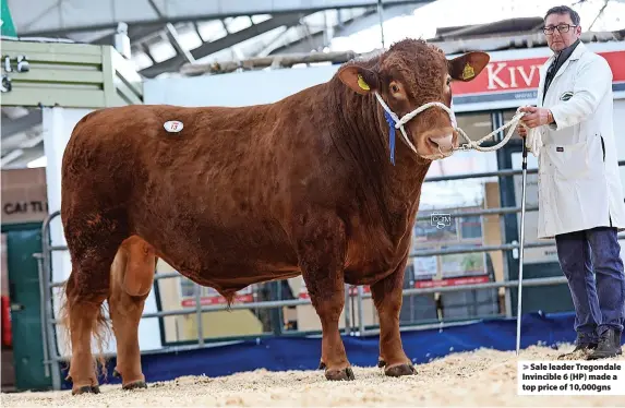  ?? Photos: Country Girl Media ?? > Sale leader Tregondale Invincible 6 (HP) made a top price of 10,000gns