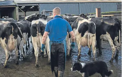  ?? Picture: Getty Images. ?? The total number of Scottish dairy farmers now stands at 957, however analysis by the SDCA suggests confidence is returning to the sector after two years of low milk prices.