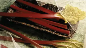  ?? FOODLAND ONTARIO ?? A few Canadian producers grow forced rhubarb. The overwinter­ed crop is sweeter than its outdoor-grown cousins.