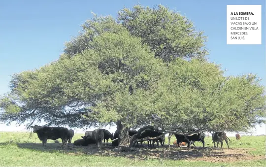  ??  ?? A LA SOMBRA. UN LOTE DE VACAS BAJO UN CALDEN EN VILLA MERCEDES, SAN LUIS.