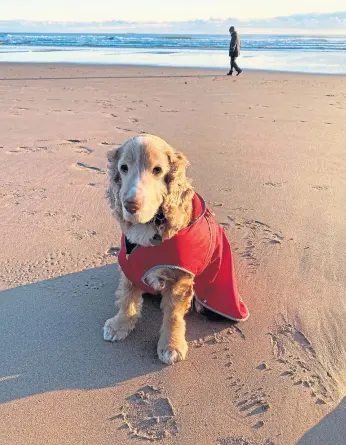  ??  ?? Here’s Dexter, a 12-year-old cocker spaniel, pictured having a seat on Carnoustie beach. Dexter belongs to Moira Myles, from Carnoustie.