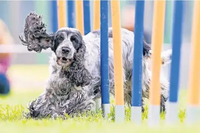  ?? FOTO: LEXITHEMON­STER/THINKSTOCK ?? Für jüngere gesunde Hunde eignet sich Agility als eine Sportart, die auch den Kopf fordert.