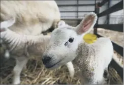  ??  ?? Producer prices for lambs have been under pressure worldwide