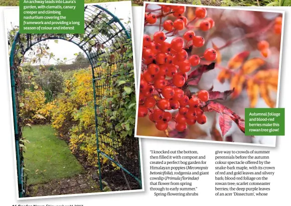  ??  ?? An archway leads into Laura’s garden, with clematis, canary creeper and climbing nasturtium covering the framework and providing a long season of colour and interest Autumnal foliage and blood-red berries make this rowan tree glow!