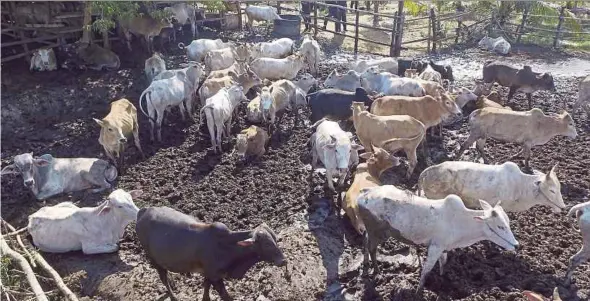  ?? PIC BY FATHIL ASRI ?? Some of the smuggled cattle that were seized by the General Operations Force in Tumpat over the weekend.