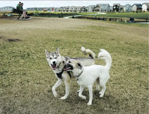  ?? LARRY WONG ?? Two dogs play at the new Paisley Dog Park in southwest Edmonton Wednesday. The park’s grand opening is this Saturday.