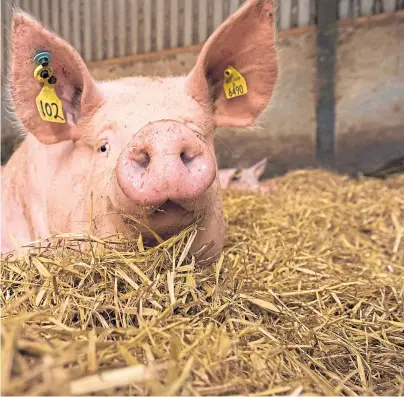  ??  ?? STUDY: Scientists hope their model will help farmers predict how pigs will grow in a range of environmen­ts