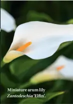  ??  ?? Miniature arum lily Zantedesch­ia ‘Elfin’.