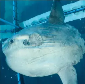  ?? Picture: CLEEVE ROBERTSON ?? RESCUED: This sunfish had been spotted in the V&A Waterfront harbour for several days before the Two Oceans Aquarium team found it yesterday.