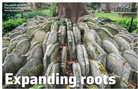  ??  ?? The roots of the Hardy Tree in the graveyard at St Pancras Old Church