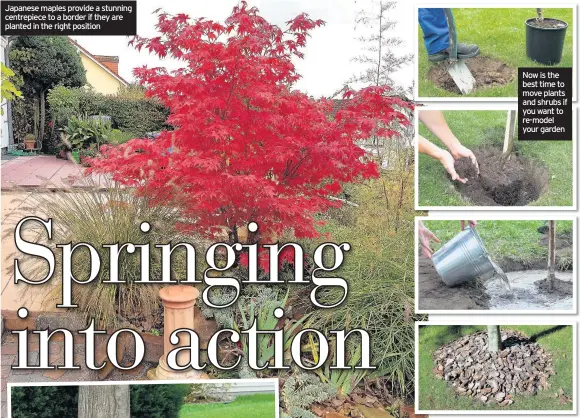  ??  ?? Japanese maples provide a stunning centrepiec­e to a border if they are planted in the right position Now is the best time to move plants and shrubs if you want to re-model your garden