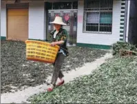  ??  ?? A villager in Qichun county gathers dried mugwort leaves for processing.