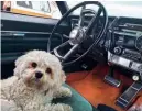  ??  ?? Ruby the dog enjoys the vast, comfy cabin