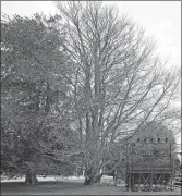  ?? SEAN D. ELLIOT THE DAY ?? Copper beech trees at the O’Neill Theater Center in Waterford Thursday.