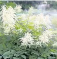  ??  ?? Early blooming perennials such as this goatsbeard, are best divided in the autumn, after they finish blooming.