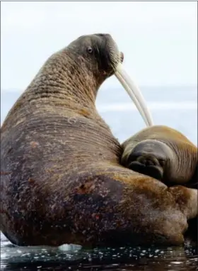  ?? S.A. SONSTHAGEN — U.S. GEOLOGICAL SURVEY VIA AP ?? This shows a female Pacific walrus and her young on an ice floe in East Chukchi Sea, Alaska.