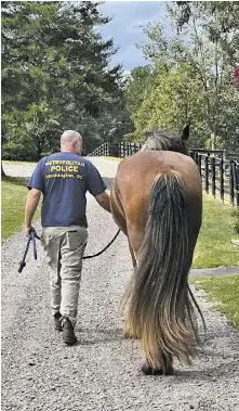  ?? COURTESY PHOTOS ?? When he’s not running the Dark Horse, pub owner Mark Kirwan is nuturing horses, among other creatures in need.