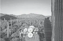  ?? RUSS MCSPADDEN / CENTER FOR BIOLOGICAL DIVERSITY ?? Saguaro bloom in Tucson.