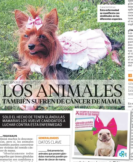  ??  ?? Caracterís­ticas Esta enfermedad se manifiesta con similitude­s en las diferentes especies. La Clínica Veterinari­a Soto se une a la lucha a través del mes de “La huellita rosa”.