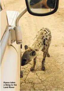  ??  ?? Hyena takes a liking to the Land Rover