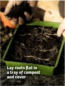  ??  ?? Lay roots flat in a tray of compost and cover