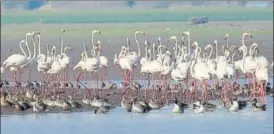  ?? HT FILE ?? According to the Bombay Natural History Society, migratory species like flamingos die every year due to high tension wires along coastlines in Gujarat, Maharashtr­a and other parts.